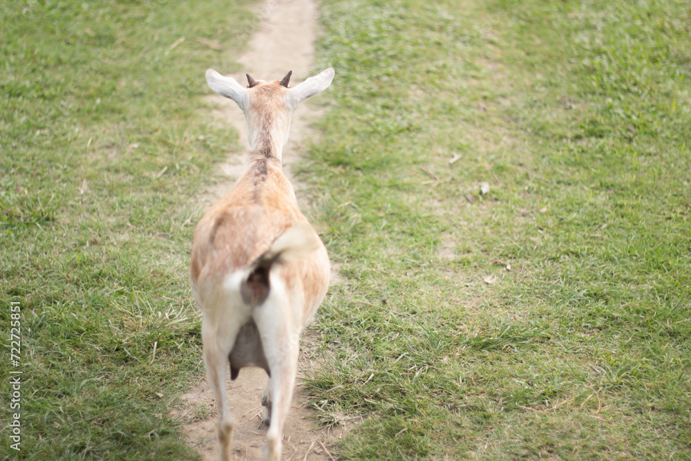 A goat walks along the green grass and dirt road to the side A goat walks along the green grass and dirt road to the side