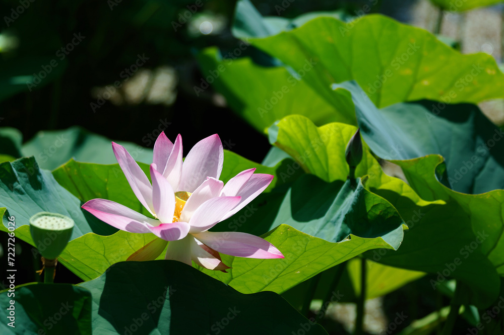 Closeup of a lovely pink lotus flower with delicate petals blooming among green lush leaves in a lotus pond under bright summer sunshine, in a soothing and relaxing atmosphere Closeup of a lovely pink lotus flower with delicate petals blooming among green lush leaves in a lotus pond under bright summer sunshine, in a soothing and relaxing atmosphere
