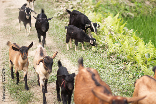 Many goats are walking along the dirt road © Rokonuzzamnan