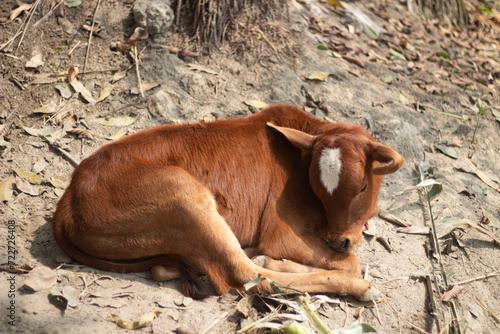 A cow is lying down and the background is blurred © Rokonuzzamnan