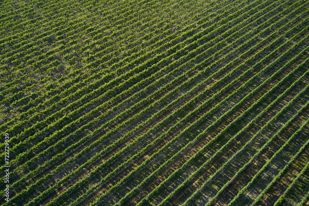 Vineyard plantation top view. Rows of vineyards in Italy. Italian vineyards aerial view.