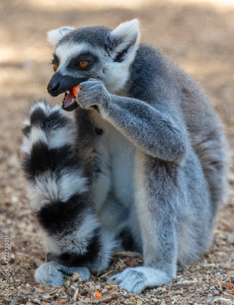 Fototapeta premium Lemur eats vegetables at the zoo