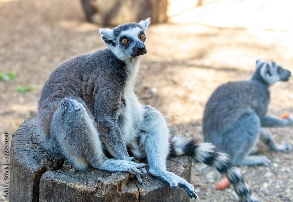 Fototapeta premium Portrait of a lemur in the zoo