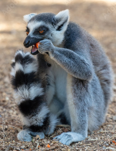 Lemur eats vegetables at the zoo