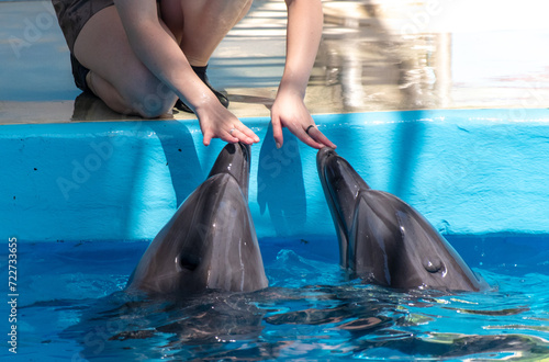 A girl trains two dolphins in the pool
