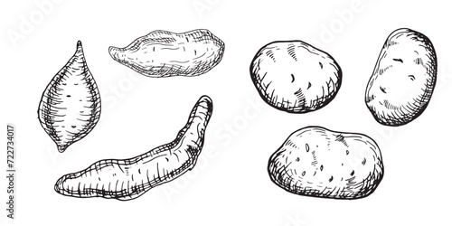 Set of various potatoes vector illustration isolated on white. Whole of batata ink outline hand drawn. Tuber potato black white graphic. For design menu, wrapping, ingredients of recipe, packaging