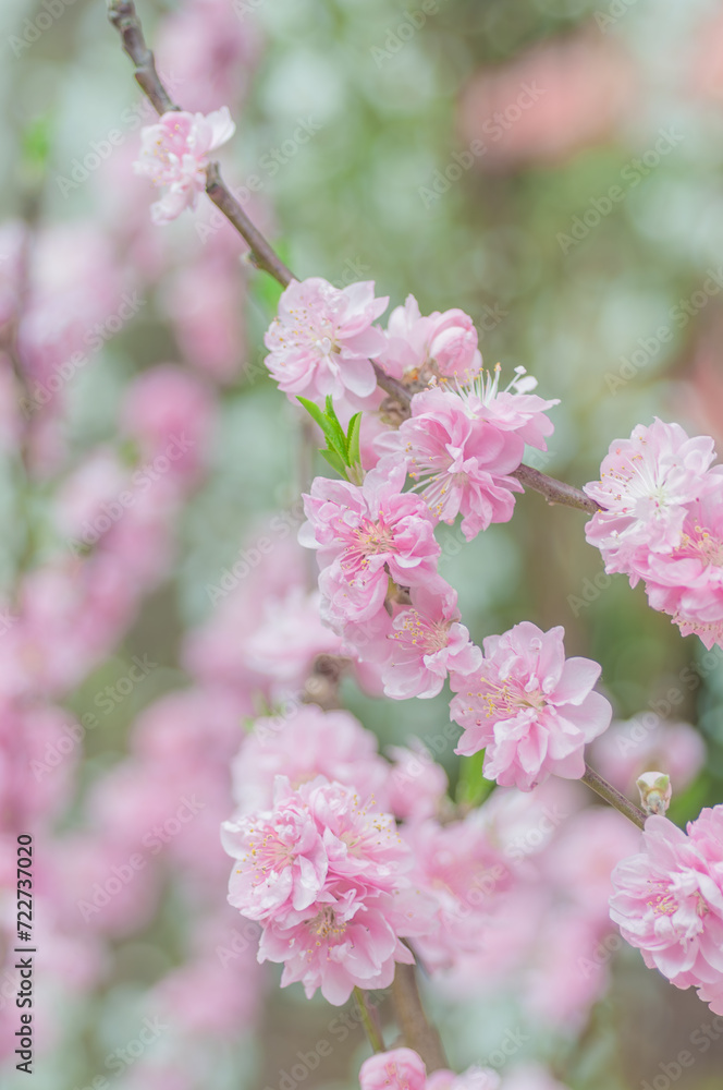 Pink cherry blossoms in a natural orchard setting. Perfect for conveying the beauty of nature, such as floral banners, spring-themed designs, or serene background for diverse creative projects.