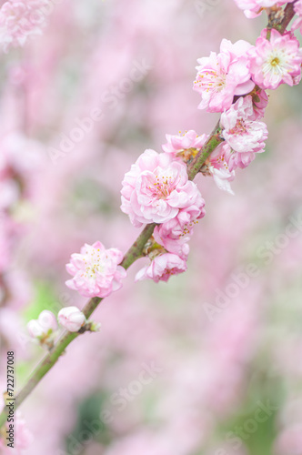 Pink cherry blossoms in a natural orchard setting. Perfect for conveying the beauty of nature, such as floral banners, spring-themed designs, or serene background for diverse creative projects.