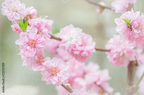 Pink cherry blossoms in a natural orchard setting. Perfect for conveying the beauty of nature, such as floral banners, spring-themed designs, or serene background for diverse creative projects.