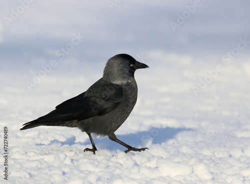 Photography Jackdaw