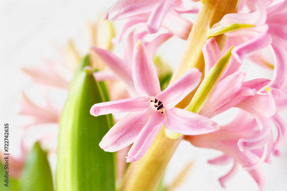 Pink common hyacinth flowers