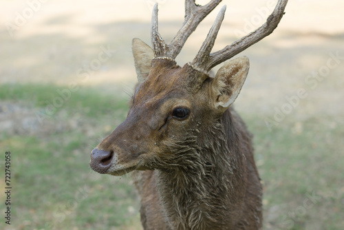 Close up of Bawean Deer (Boyanese Deer) Standing in the park, bokeh background photo