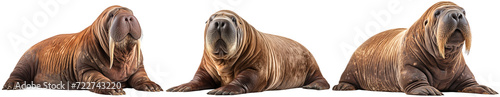 A resting walrus with or without tusks