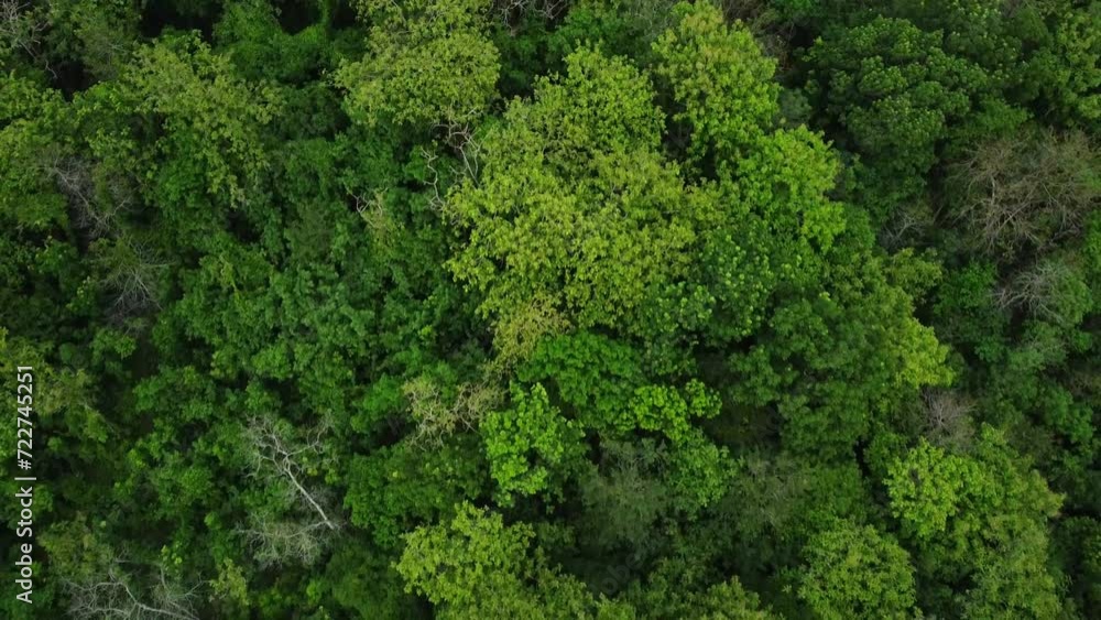 Aerial drone view of tropical green rainforest. Top down view and backwards drone shoot movement of woodland. Lush trees in rural areas. Aerial drone view of tropical green rainforest. Top down view and backwards drone shoot movement of woodland. Lush trees in rural areas.
