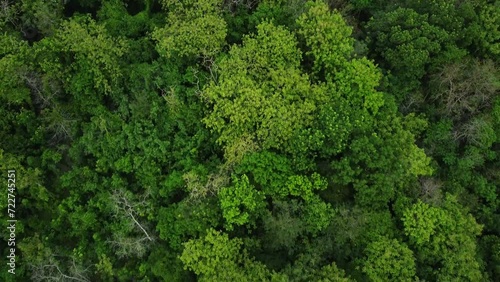 Aerial drone view of tropical green rainforest. Top down view and backwards drone shoot movement of woodland. Lush trees in rural areas. photo