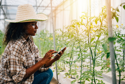 Black woman agronomist uses a tablet to control and check tomato quality in a farm greenhouse. Joyful worker inspecting plants in an environment of smart farming innovation.