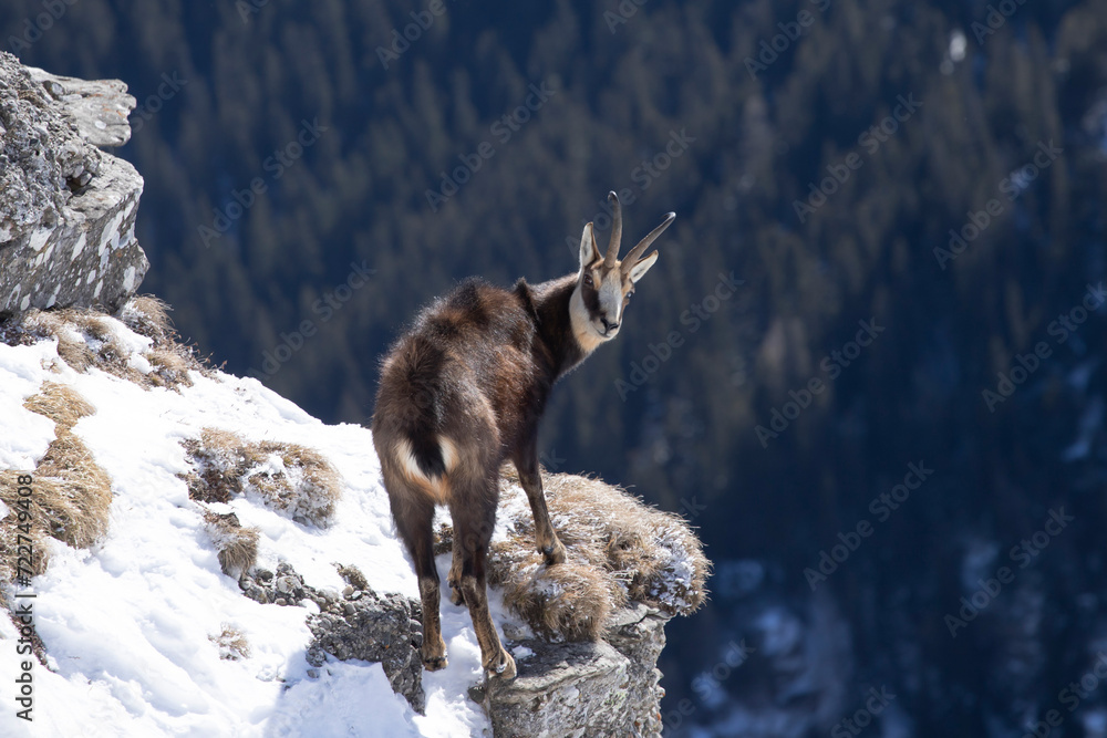 Black goat in the mountains wildlife in Romania. Black goat in the mountains wildlife in Romania.