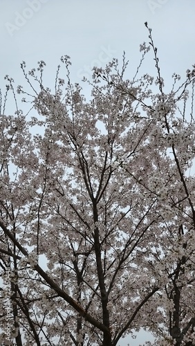 cherry blossoms and branch