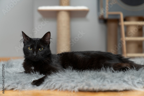 black cat lying, sleeping, looking, playing on shaggy rug, carpet, mat in front of cat house. in front of cat scratching house. wooden cat tree. cat, pet portrait. pet ownership, pet friendly.