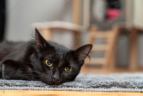 black cat lying, sleeping, looking, playing on shaggy rug, carpet, mat in front of cat house. in front of cat scratching house. wooden cat tree. cat, pet portrait. pet ownership, pet friendly.