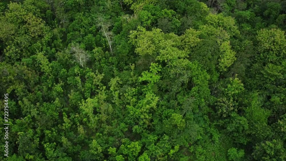 Aerial drone view of tropical green rainforest. Top down view and circle drone shoot movement of woodland. Lush trees in rural areas. Aerial drone view of tropical green rainforest. Top down view and circle drone shoot movement of woodland. Lush trees in rural areas.