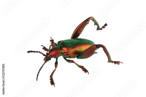 A frog leg beetle (Sagra sp) on isolated background, frog leg beetle (Sagra sp) closeup photo