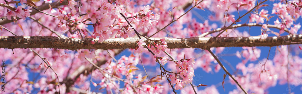 travel in nature concept with pink cherry blossom tree and clear sky in springtime season travel in nature concept with pink cherry blossom tree and clear sky in springtime season