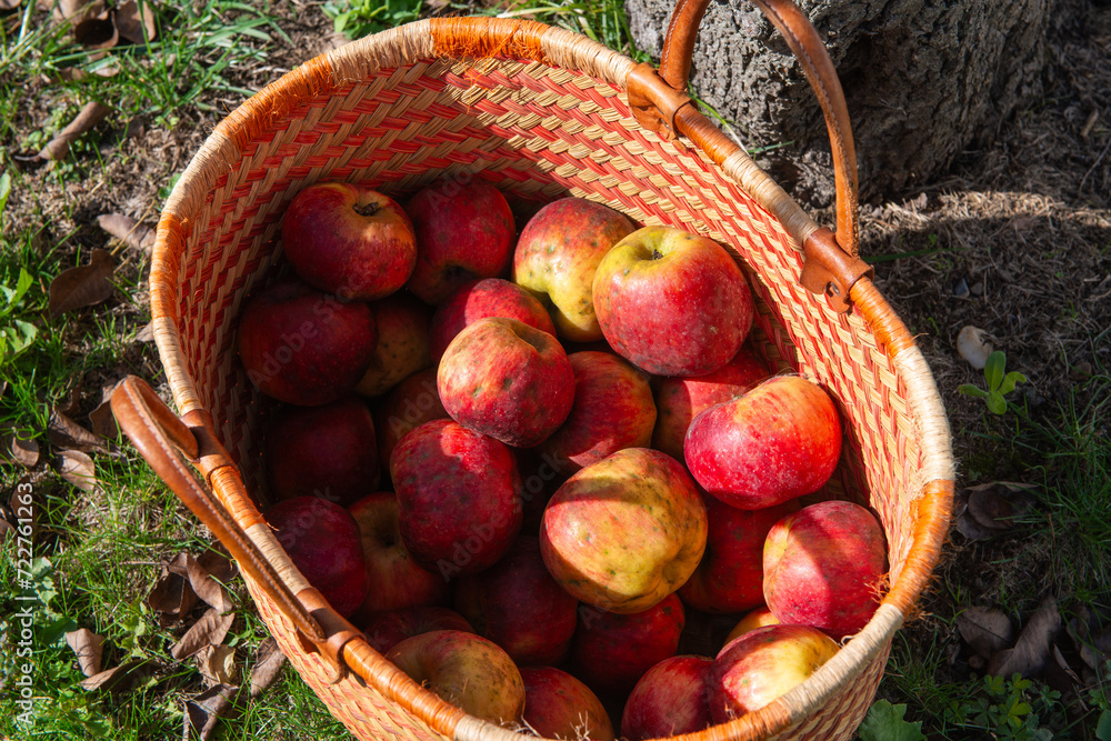 Basket of fresh apples in garden.