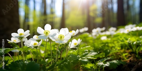 Blooming White Flowers Basking in Forest Sunlight