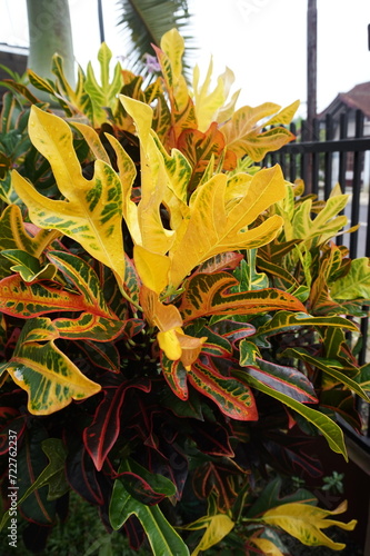 Codiaeum variegatum plant with very beautiful leaves