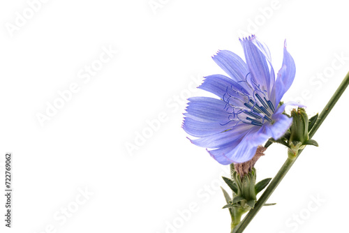 Cichorium intybus - common chicory flowers isolated on white background. Flowers of chicory for package design.