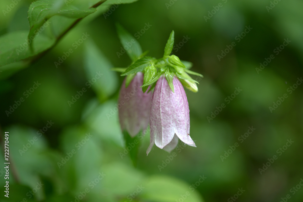 Obraz premium ホタルブクロ