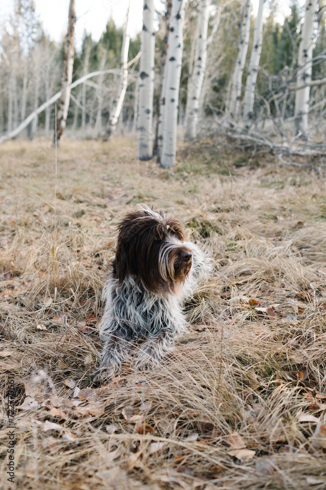 Griffon dog sitting in aspen woods, Stanley, Idaho Griffon dog sitting in aspen woods, Stanley, Idaho