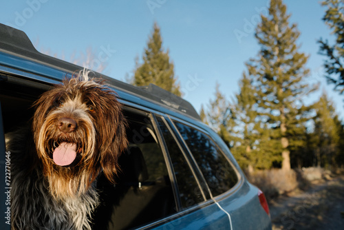 Foto Griffon dog enjoying a car ride, head out the window