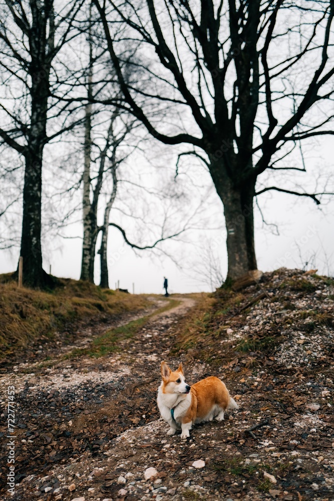 Corgi dog looks to the side on a forest road, cloudy