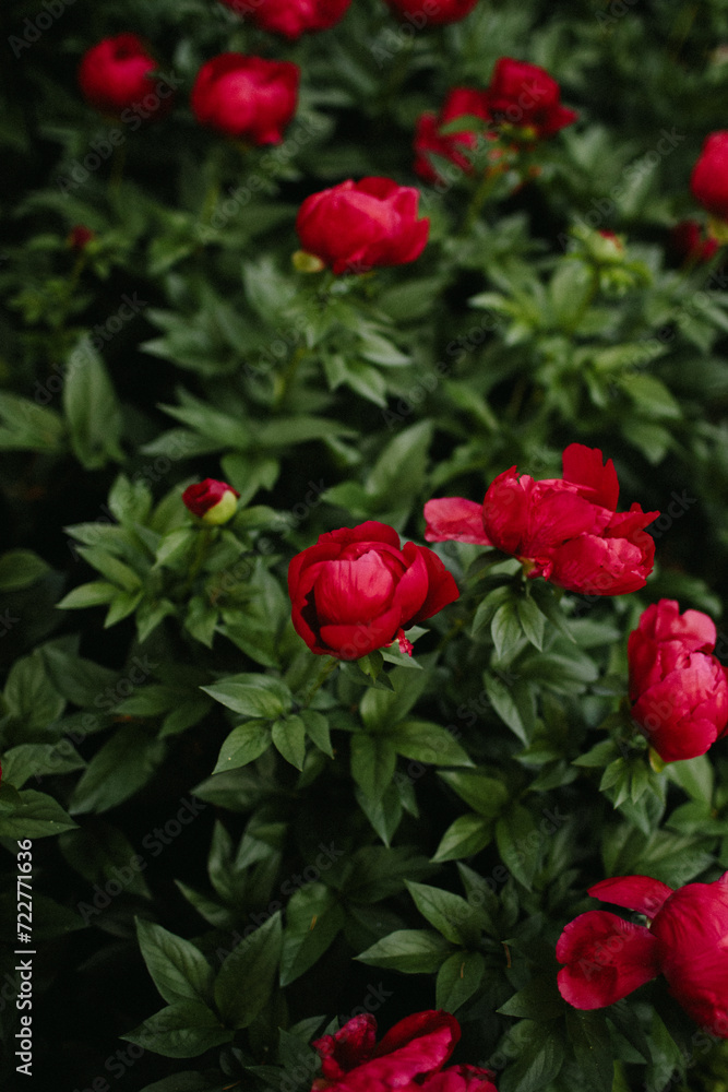 Hot pink Peonies in full bloom Hot pink Peonies in full bloom