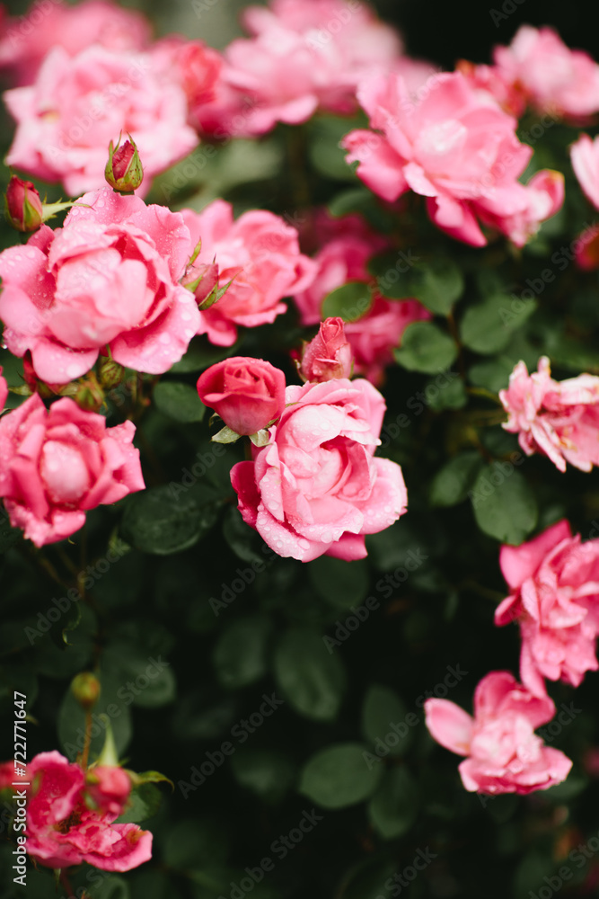 rain drops on roses in spring rain drops on roses in spring
