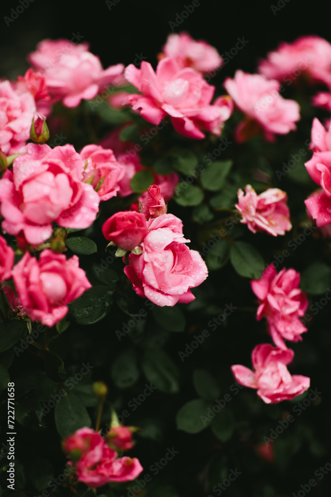 rain drops on roses in the garden