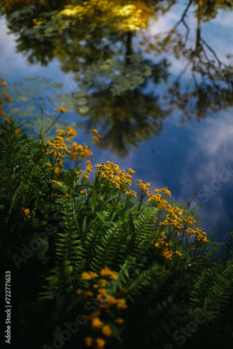 Flowers and ferns and the sky's reflection