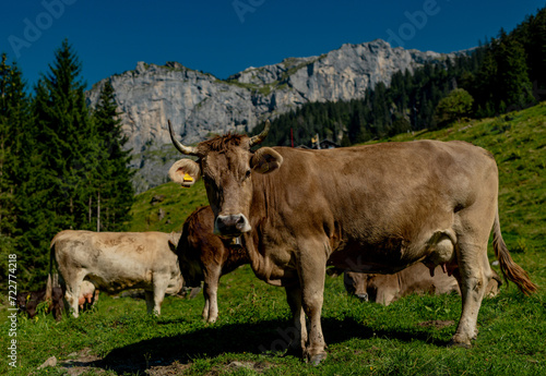 Cows are grazing on Alpine meadow. Cattle pasture in a grass field. © Volodymyr