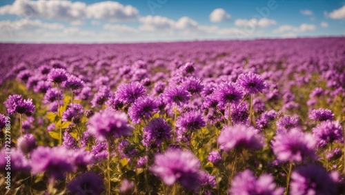 "Purple Flowers Under Blue Sky: Ektachrome Capture