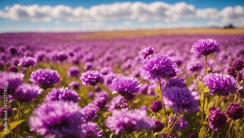  Purple Flowers Under Blue Sky  Ektachrome Capture