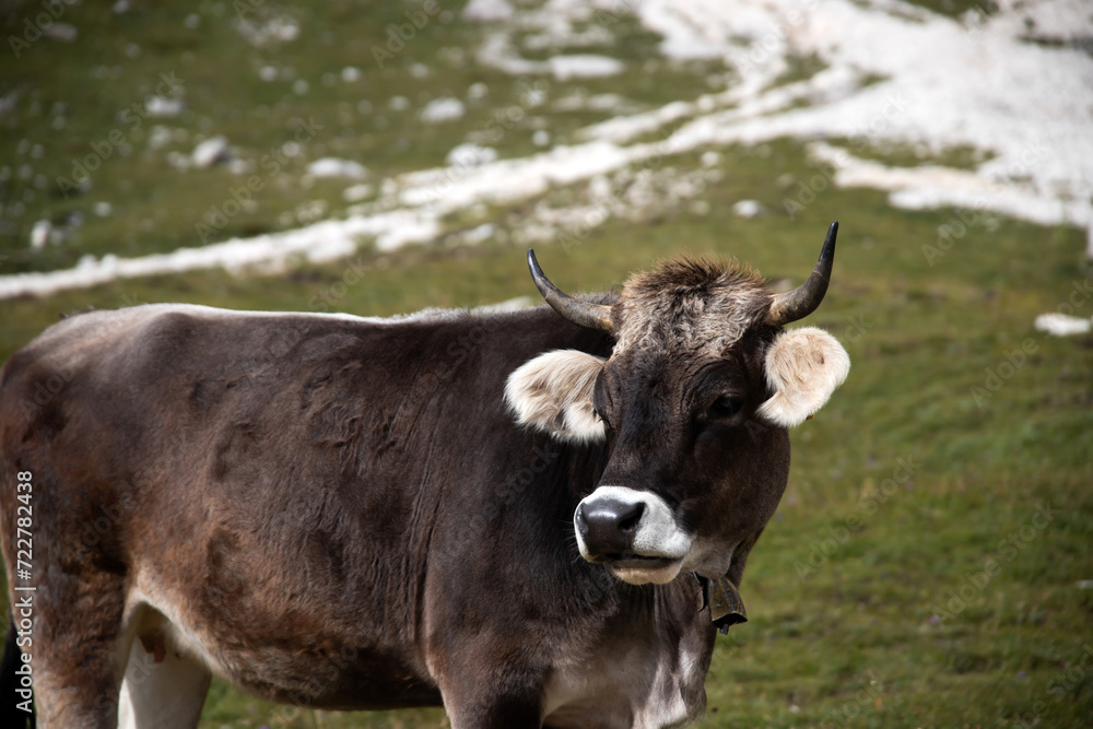 Cows in the Dolomites, grazing on beautiful green meadow. Scenery from Tre Cime. Cows in the Dolomites, grazing on beautiful green meadow. Scenery from Tre Cime.