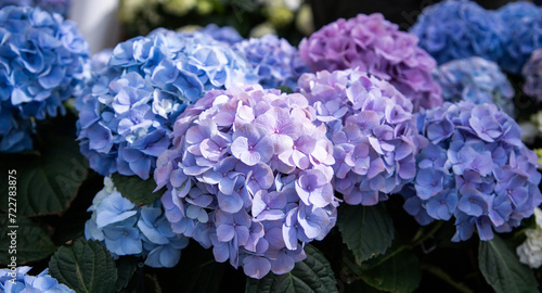Blue hydrangea flower. Floral background © Liubov Kartashova