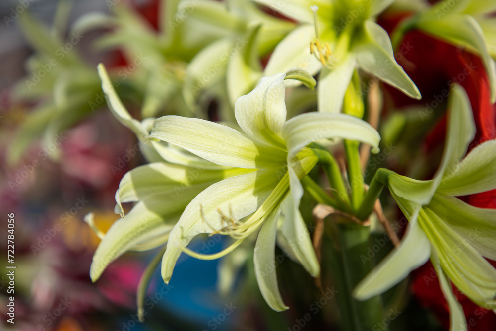 Obraz premium Hippeastrum Evergreen. Hippeastrum. Flower of Holland. Amaryllis variety Evergreen. Amaryllidaceae. Dutch flowers. Cybister group amaryllis flower