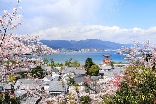 Aerial view on floating Torii gate and blooming sakura trees, Itsukushima Shrine, Miyajima island, Hiroshima, Japan. Traditional japanese hanami festival. Spring cherry blossoming season in Asia photo