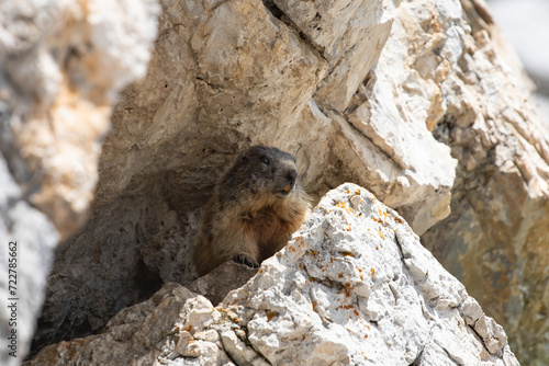 Alpine marmot (Marmota marmota) in Italian Dolomites