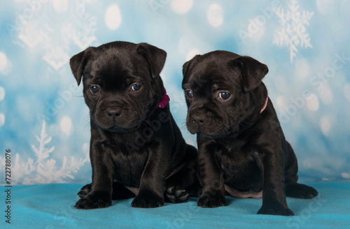 American Staffordshire Bull Terrier dogs puppies on blue background
