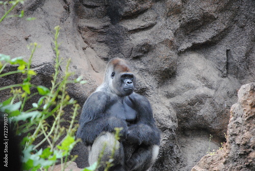 sitzender Gorilla photo