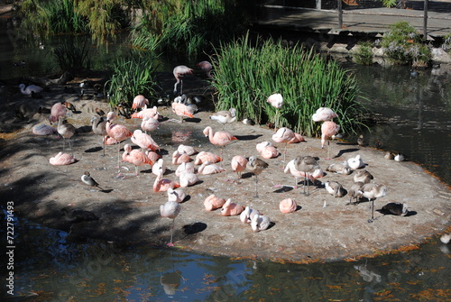 Rosa Flamingos auf einer Grünfläche